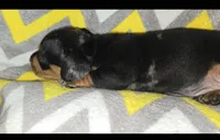 Tank, a male Miniature Dachshund for sale in Meadowview, VA – 3 of 4