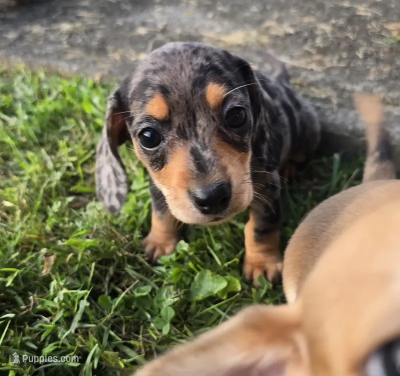 Charlie – Miniature Dachshund puppy for sale in Meadowview, VA
