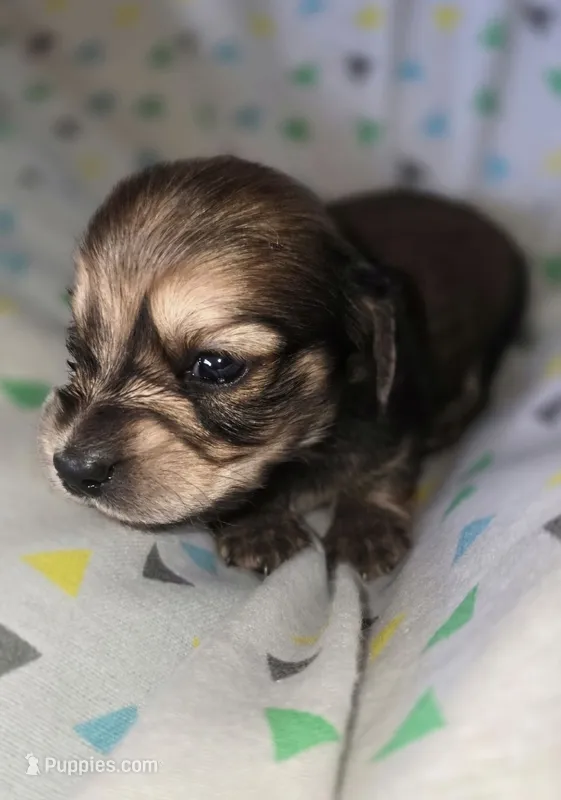 Peanut – Miniature Dachshund puppy for sale in Meadowview, VA