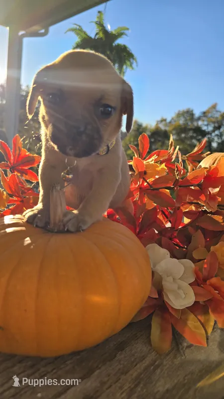 Walter – Puggle puppy for sale in Meadowview, VA