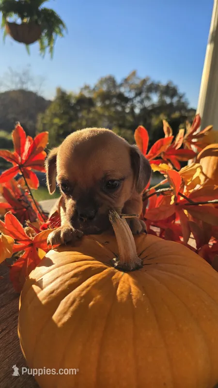 Freddy, a male Puggle for sale in Meadowview, VA – 1 of 2