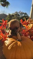 Freddy, a male Puggle for sale in Meadowview, VA – 1 of 2