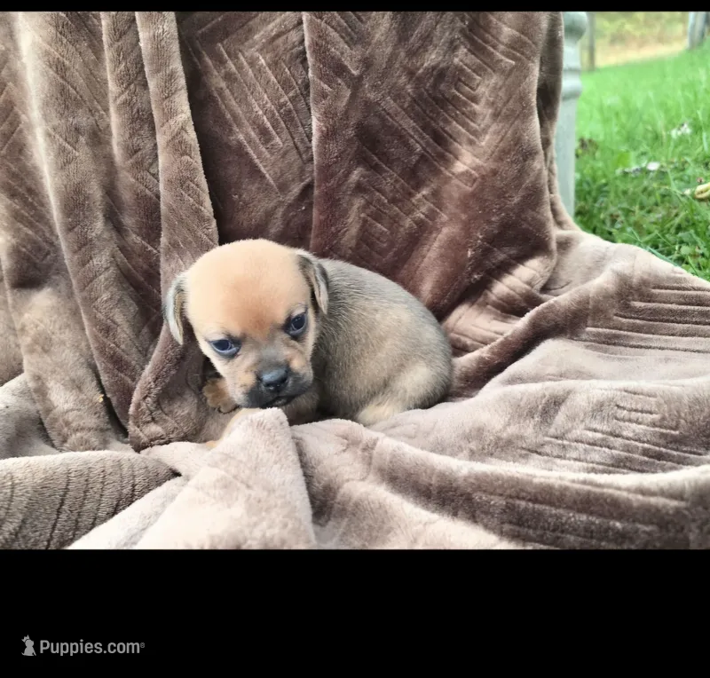 Harry – Puggle puppy for sale in Meadowview, VA