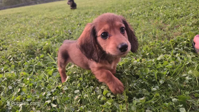 Chip – Miniature Dachshund puppy for sale in Meadowview, VA