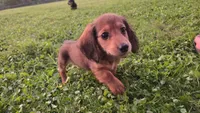 Chip, a male Miniature Dachshund for sale in Meadowview, VA – 1 of 7