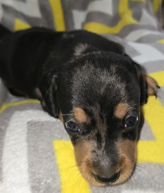 Tank – Miniature Dachshund puppy for sale in Meadowview, VA