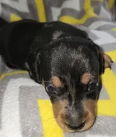 Tank, a male Miniature Dachshund for sale in Meadowview, VA – 1 of 4