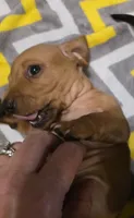 Pooh Bear, a male Miniature Dachshund for sale in Meadowview, VA – 2 of 3