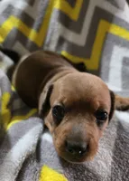 Butterscotch, a female Miniature Dachshund for sale in Meadowview, VA – 3 of 3