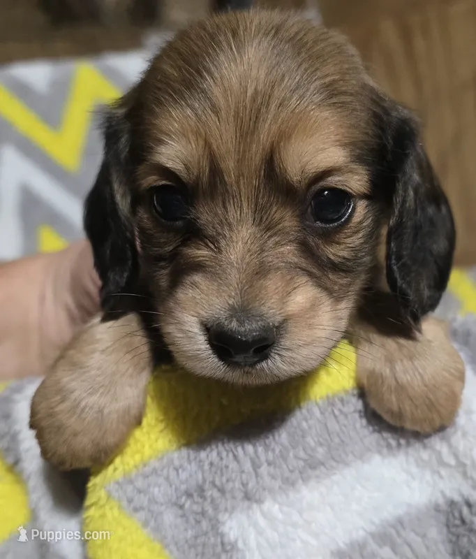 Peanut – Miniature Dachshund puppy for sale in Meadowview, VA
