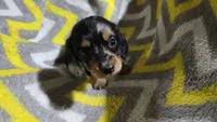 Angel, a female Miniature Dachshund for sale in Meadowview, VA – 2 of 3