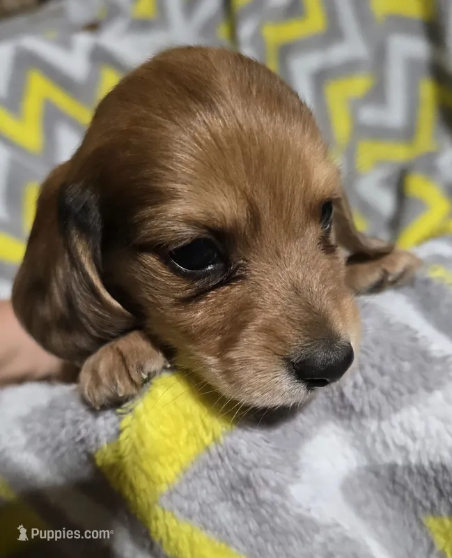 Alfie – Miniature Dachshund puppy for sale in Meadowview, VA