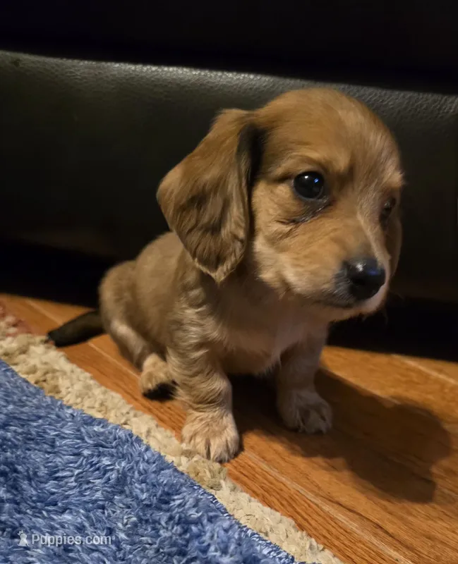 Alfie – Miniature Dachshund puppy for sale in Meadowview, VA