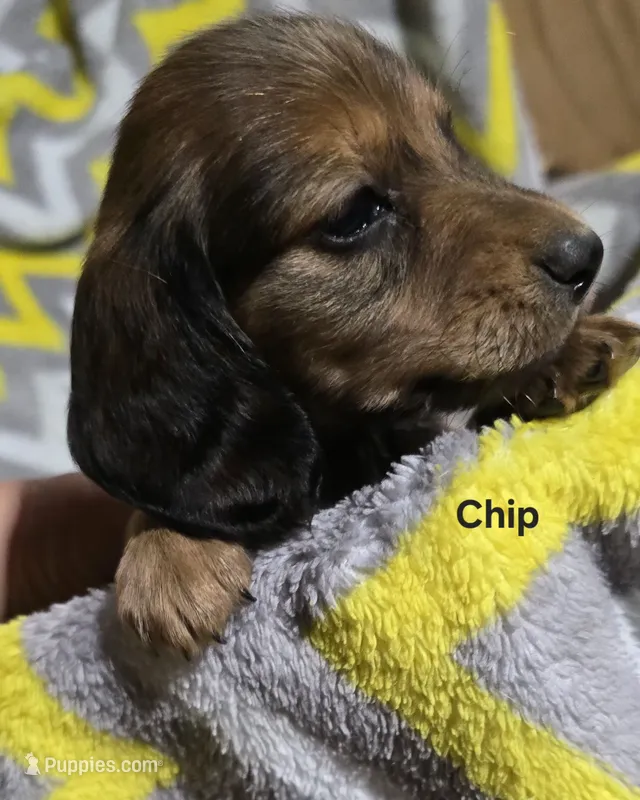 Chip – Miniature Dachshund puppy for sale in Meadowview, VA