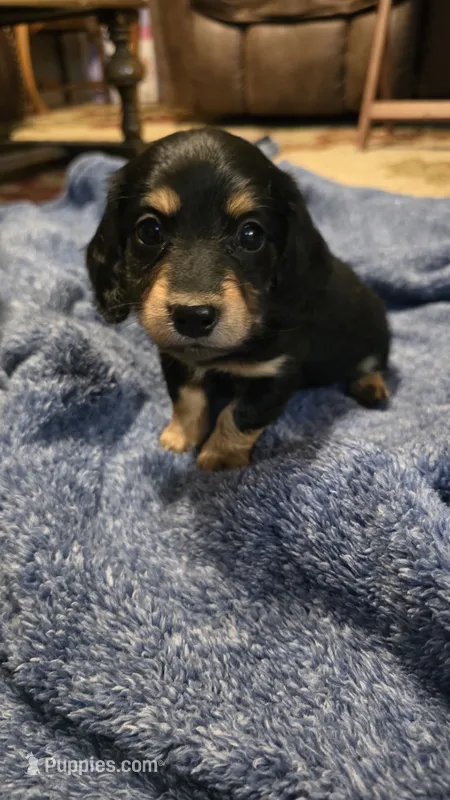 Rocky – Miniature Dachshund puppy for sale in Meadowview, VA