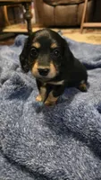 Rocky, a male Miniature Dachshund for sale in Meadowview, VA – 1 of 3