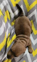 Butterscotch, a female Miniature Dachshund for sale in Meadowview, VA – 2 of 3