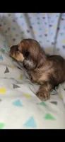 Alfie, a male Miniature Dachshund for sale in Meadowview, VA – 2 of 2
