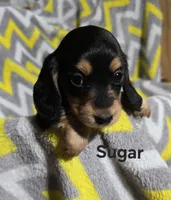 Sugar, a female Miniature Dachshund for sale in Meadowview, VA – 2 of 3