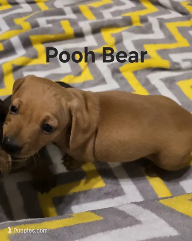 Pooh Bear – Miniature Dachshund puppy for sale in Meadowview, VA