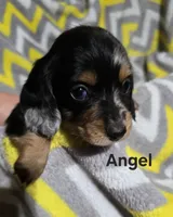 Angel, a female Miniature Dachshund for sale in Meadowview, VA – 1 of 3
