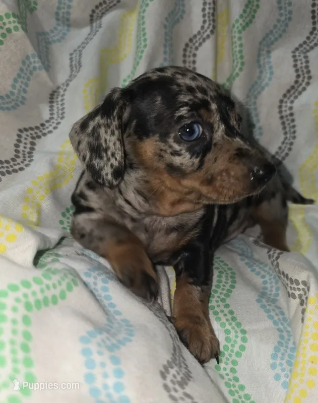 Diamond – Miniature Dachshund puppy for sale in Meadowview, VA