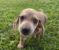 Bucky, a male Miniature Dachshund for sale in Meadowview, VA – 5 of 5