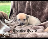 Walter, a male Puggle for sale in Meadowview, VA – 1 of 1