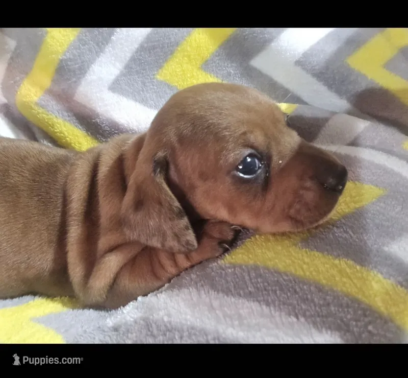 Butterscotch – Miniature Dachshund puppy for sale in Meadowview, VA