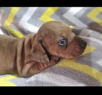 Butterscotch, a female Miniature Dachshund for sale in Meadowview, VA – 1 of 3