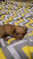 Pooh Bear, a male Miniature Dachshund for sale in Meadowview, VA – 3 of 3
