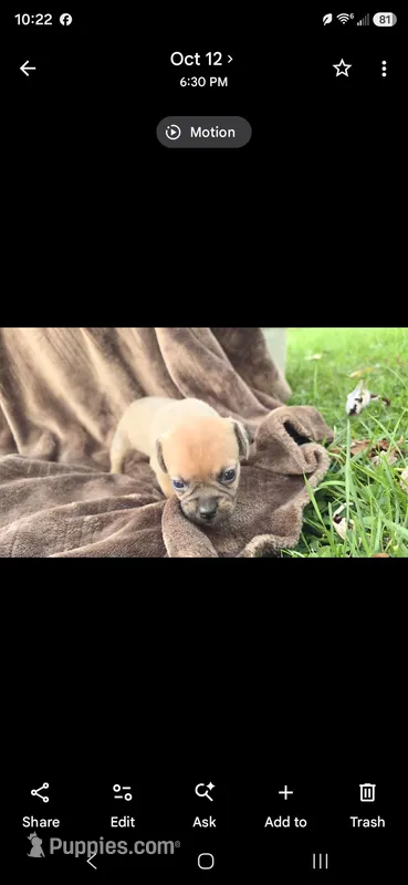 Petunia – Puggle puppy for sale in Meadowview, VA