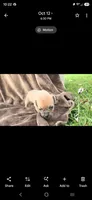 Petunia, a female Puggle for sale in Meadowview, VA – 1 of 1