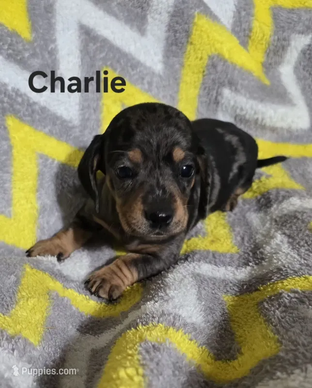 Charlie – Miniature Dachshund puppy for sale in Meadowview, VA