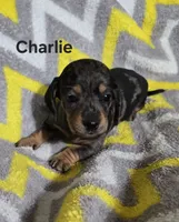 Charlie, a male Miniature Dachshund for sale in Meadowview, VA – 1 of 1