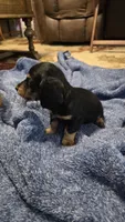 Rocky, a male Miniature Dachshund for sale in Meadowview, VA – 2 of 3