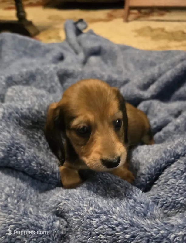 Chip – Miniature Dachshund puppy for sale in Meadowview, VA