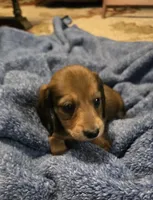 Chip, a male Miniature Dachshund for sale in Meadowview, VA – 2 of 7