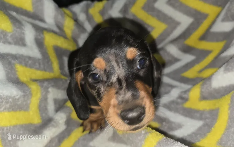 Tank – Miniature Dachshund puppy for sale in Meadowview, VA