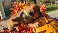 Freddy, a male Puggle for sale in Meadowview, VA – 2 of 2