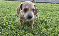 Bucky, a male Miniature Dachshund for sale in Meadowview, VA – 3 of 5