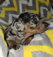 Diamond, a female Miniature Dachshund for sale in Meadowview, VA – 2 of 2