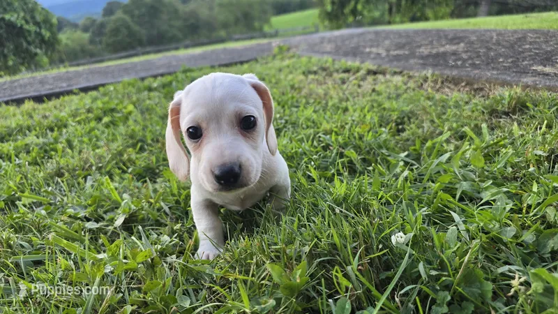 Casper – Miniature Dachshund puppy for sale in Meadowview, VA