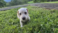 Casper, a male Miniature Dachshund for sale in Meadowview, VA – 1 of 2