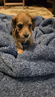 Chip, a male Miniature Dachshund for sale in Meadowview, VA – 3 of 7