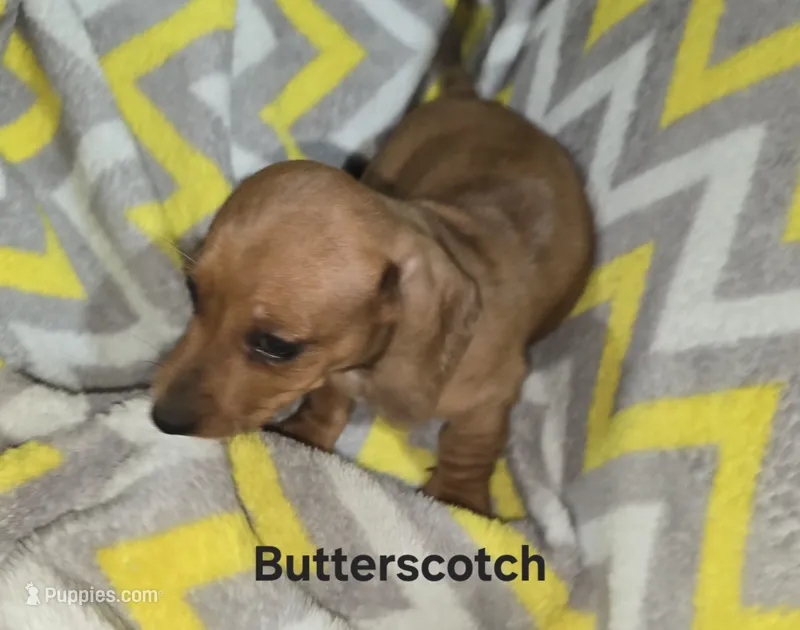 Butterscotch – Miniature Dachshund puppy for sale in Meadowview, VA