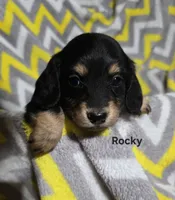 Rocky, a male Miniature Dachshund for sale in Meadowview, VA – 3 of 3