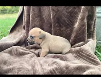 Larry, a male Puggle for sale in Meadowview, VA – 1 of 1