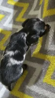 Angel, a female Miniature Dachshund for sale in Meadowview, VA – 3 of 3