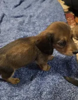 Chip, a male Miniature Dachshund for sale in Meadowview, VA – 4 of 7